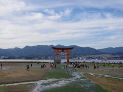 到着早々鹿に出迎えられつつ、干潮のタイミングに合わせてやってきた厳島神社！

・・・ん？なにやら工事中？
どうやら、10月末まで鳥居の修繕工事をやってるらしいです！！
あちゃー。
まあ仕方ないですね～