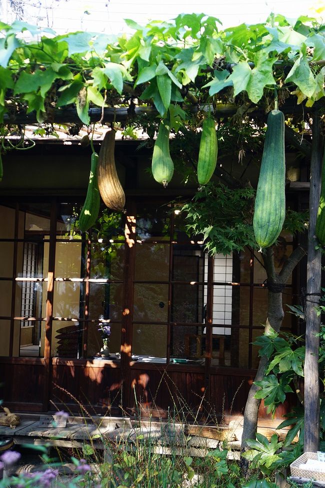 正岡子規の辞世三句。画板に紙を貼ったその中央にまず、<br />糸瓜咲て痰のつまりし仏かな<br />次いで紙の左端に<br />痰一斗糸瓜の水も間に合わず<br /> さらに右端に<br />をとヽひのへちまの水も取らざりき<br /> ここまで書いて完全に力が尽き、あとは絶命まで目が覚めなかったそうです。<br />糸瓜の時期に間に合って良かったです。<br />