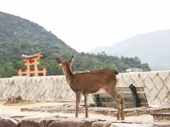 翌朝、旅行の時は恒例の朝活です。
6時起きして嚴島神社の方へ。
鹿さんも早起きです。