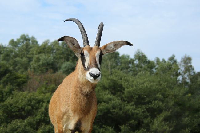 ローンアンテロープだけに集中して周回すると、1周およそ20分でした。<br />参考まで・・・<br />渋滞するともっと時間かかります。