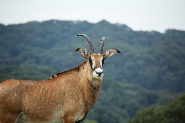 同じブルーバック族に属する「セーブルアンテロープ」にはこれまでのサファリで何度か出会っているのですが（過去の旅行記参照）ローンは未だ出会えていません。