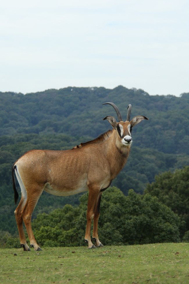 ローンアンテロープだけを目的にしたサファリ旅行も検討したことがあるのですが（ローンアンテロープが生息しているケニアの&quot;ルマ国立公園&quot;Ruma National Parkというかなりマイナーな国立公園でのサファリをメインに、ビクトリア湖の周辺を旅するというもの）あまりにもマニアックなエリアのため、もちろん妻の猛反対に合い、敢え無くボツに。<br /><br /><br /><br />