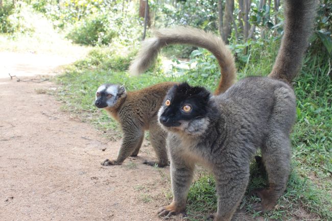 上陸するとまずはブヒブヒ言いながら人懐こく、食いしん坊のブラウンキツネザルが寄ってきます