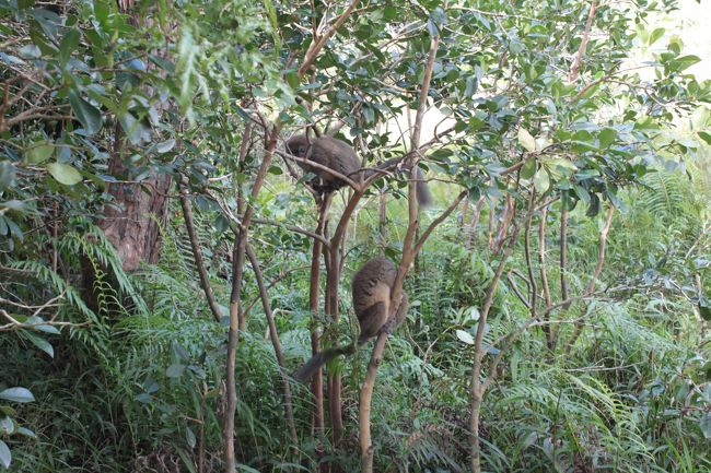 バンブーキツネザル<br />小型の猿で少し人見知りで、飛び乗ってきたかと思ってもすぐ木の上に逃げられた