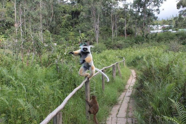 カンムリシファカもいます<br />横っ飛びや立って歩く姿をみて一気にハートを奪われました<br />ただ、のんびり屋さんなのか何なのかバナナをあげてもすぐにブラウンキツネザルに横取りされる始末<br />可愛すぎです