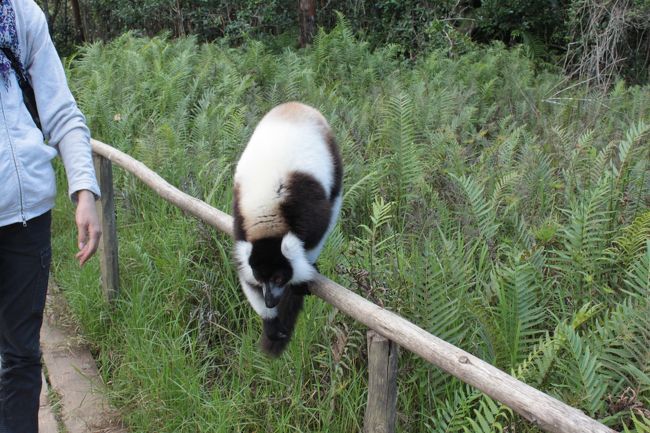 エリマキキツネザルもいますよ