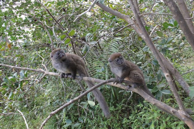 バナナは欲しいみたい