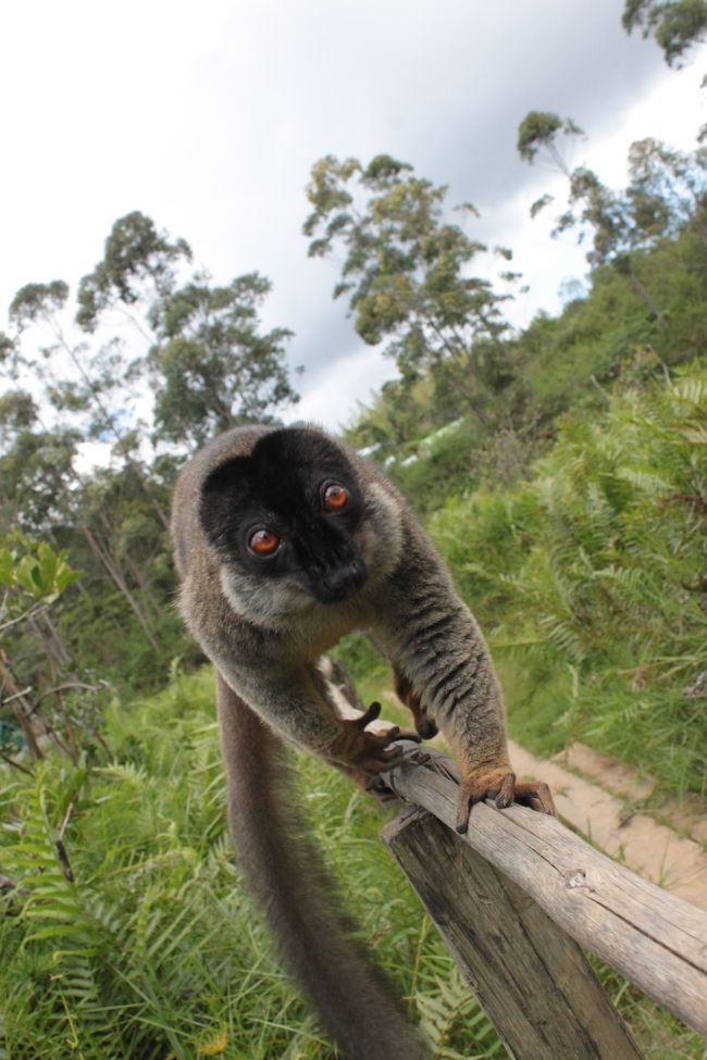 ブヒブヒ<br />通称豚猿<br />バナナ欲しさにずっとついてくるので根負け<br />さっきもあげたのにね～