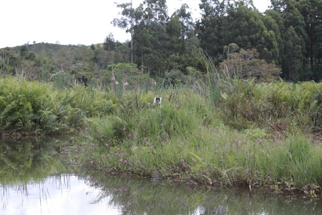 手漕ぎボートに乗ってワオキツネザルの島へ<br />誰か監視していますね
