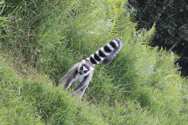 上陸してガイドさんが口笛で呼ぶと森の方から続々と走ってきました