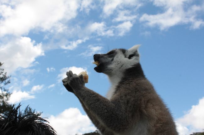 バナナ最高ー！！<br /><br />これ人の肩に乗って食べてますからね<br />たまらない可愛さです