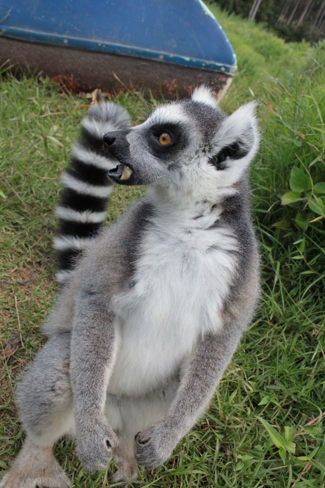 足元のワオちゃんにもバナナ