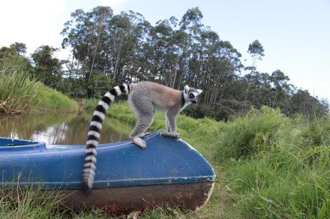 バナナに満足したらボートで遊びだした