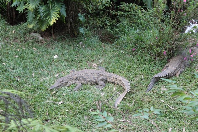 ぉおー<br />獰猛なので勿論近寄れないし、感動も薄い