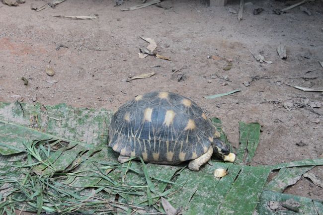 マダガスカルホシガメ<br />他にはフォッサなどもいました