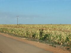 【ミナスジェライス州（ブラジル）の光景】

今年（2016年）は、雨不足で、トウモロコシがほぼ全滅しています....。