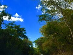 【ミナスジェライス州（ブラジル）の光景】

道に緑が侵食しています.....

