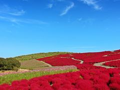 まだ、誰も歩いていないネモフィラの丘。

空の青と紅葉したネモフィラの赤のコントラストがとっても綺麗。    

