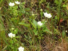 　ここは［　十和田・八幡平国立公園　］の核心部八幡平です。八幡平は高山植物の宝庫で多彩な花が咲き誇り、「花の八幡平」とも言われ、多くのハイカーに愛されています。

　写真の花は、6月～7月にかけて咲く、白く可憐な花「サンカヨウ」です。メギ科の花で林の下に生える多年草です。