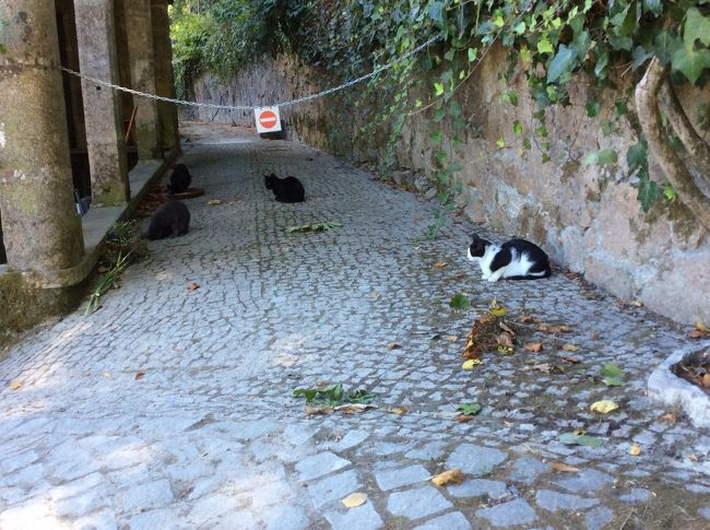 レガイラ宮殿で見かけたポルトガルの猫たち。