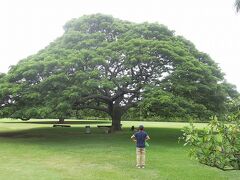 この木なんの木、気になる木（モンキーポッド、レインツリー）」があるモアナルアガーデン