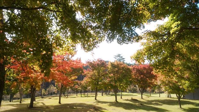 見頃に色付いてますね♪