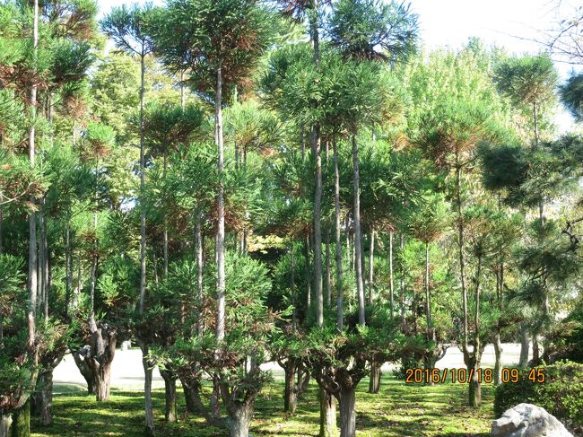 しだれえんじゅ<br />えんじゅ（槐）の変種で、まめ科に属する落葉喬木である。<br />花期は7-8月で蝶形の小さい白花をつける。<br />原産地は中国で、古来より出世の樹として中庭などに植える風習があり、また縁起木として豪族の屋敷内に多数植えられその一族の象徴とされていたといわれる。<br /><br />説明書き