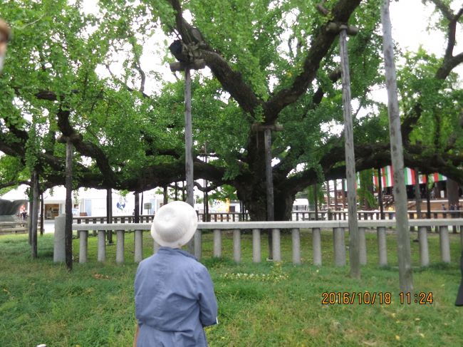 水ふき銀杏<br />水を吹いて西本願寺を大火から守ったという<br />水を多く含む木だそうです<br />この時点で予定時間の11:30に迫ってきた<br />これから寺院内を案内すると言ってたけどここで離脱<br />唐門もまだ見てないし