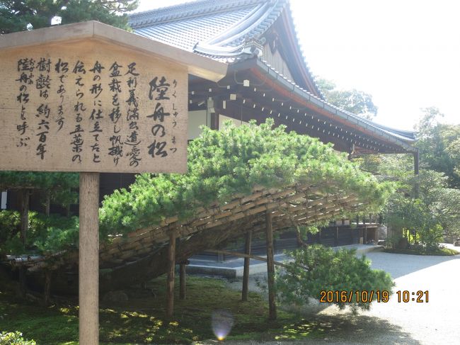 陸舟の松<br />足利義満が愛した盆栽を帆掛け舟に仕立てたと伝えられている樹齢600年の松です。<br />これが一番印象に残った<br />あと外国人<br />中国人の態度の悪さ