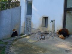 西山動物園のレッサーパンダ
繁殖頭数日本一だそうです。