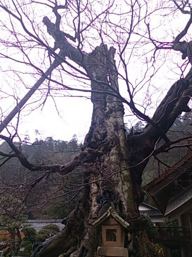 すぐ隣にある大きなムクの木。<br />そこからさらに歩いて真名井の清水で水を頂いて帰ります。