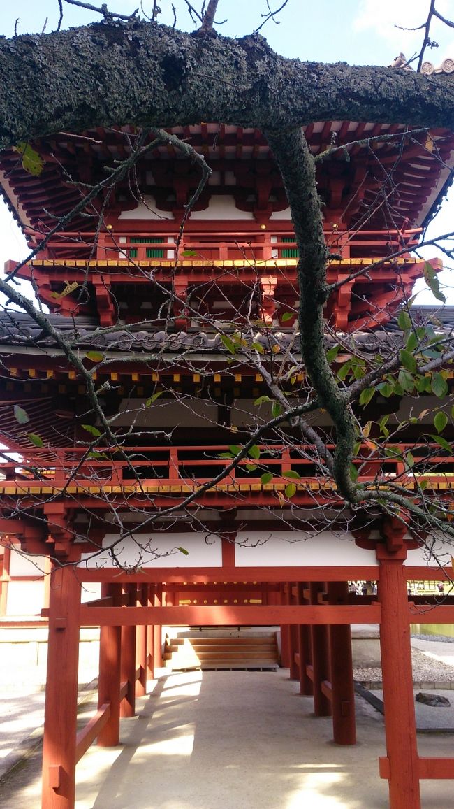 美術館は小さいのですぐ出てきてしまいました<br />美術館の中には平安時代から鳳凰堂の屋根に据えられていた一対の鳳凰像があり<br />技術がすごく本当に見事でした<br />阿弥陀如来像に従う52の菩薩の内半数が展示されていて楽器を持っており<br />珍しかったです。国宝が高い位置に掛けられていたので地震大丈夫かよ、と<br />極楽浄土に誘う菩薩様ですので空中が良いんでしょうね<br /><br />記憶に無いけどこの角度汚らしいなあ<br />積もってるの何だろ