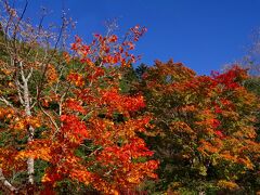 西湖野鳥の森公園です。


野鳥の宝庫でもある青木ヶ原樹海に囲まれたこの公園には210種もの野鳥が飛来するそうです！
（誰が数えた？などと野暮なご質問はお控えください(苦笑））