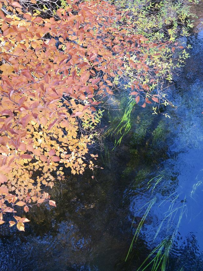 湯川沿い<br /><br />　精一杯の紅葉、赤くなくてもいいんです<br /><br />