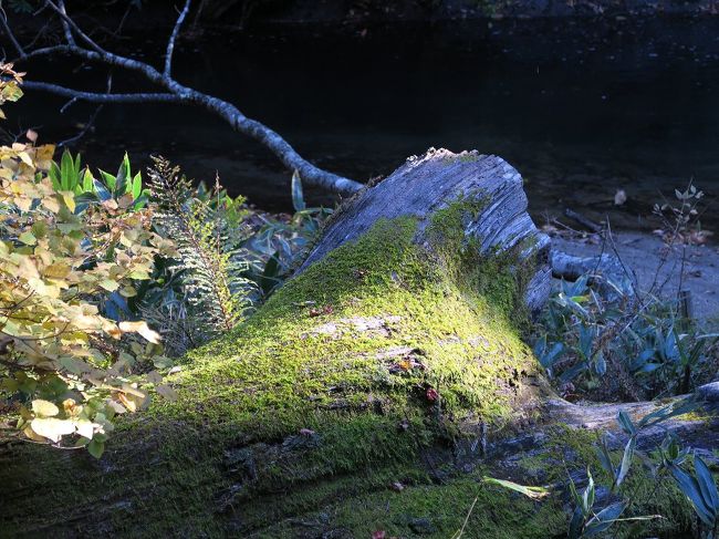 湯川沿い３<br /><br />　緑だって欲しい