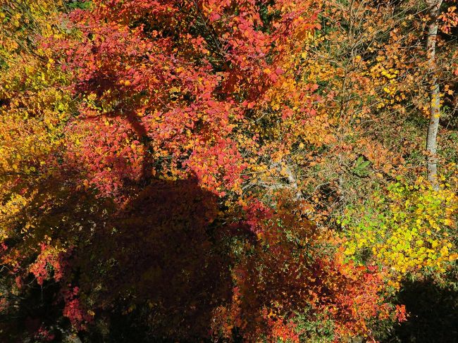 奥白根山２<br /><br />　影はロープウェイ、ここだけ紅葉してました