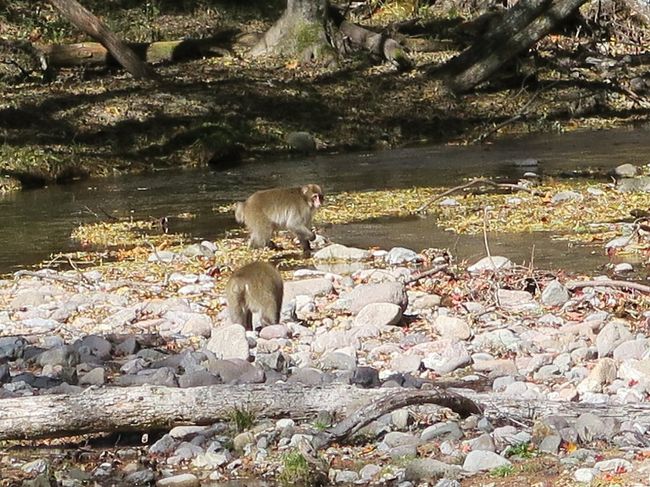 千手が原<br /><br />　突如猿軍団１０数匹現れ、消えた。このあたり熊ともよく出会うところ