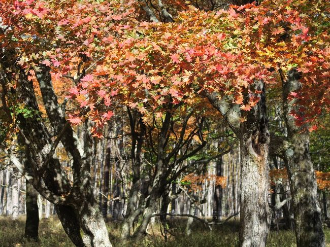 千手が原４<br /><br />　天津国の色の違い、わかります？ 下界の方には眩しすぎるかもしれません<br /><br />　 ・秋月夜岩の陰からアマテラス