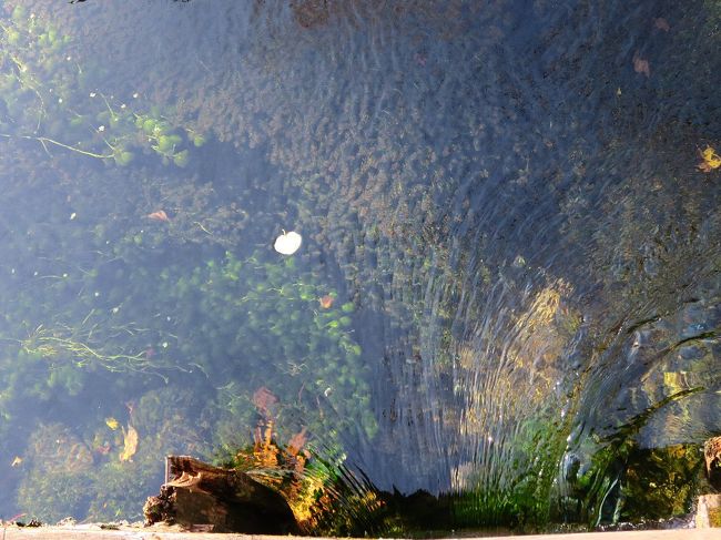 千手ケ浜２　「水流」<br /><br />　まだ梅花藻（バイカモ）が咲いておりました。クリンソウだけが見どころではありませんよ。生きてる水を見てください。<br /><br />　