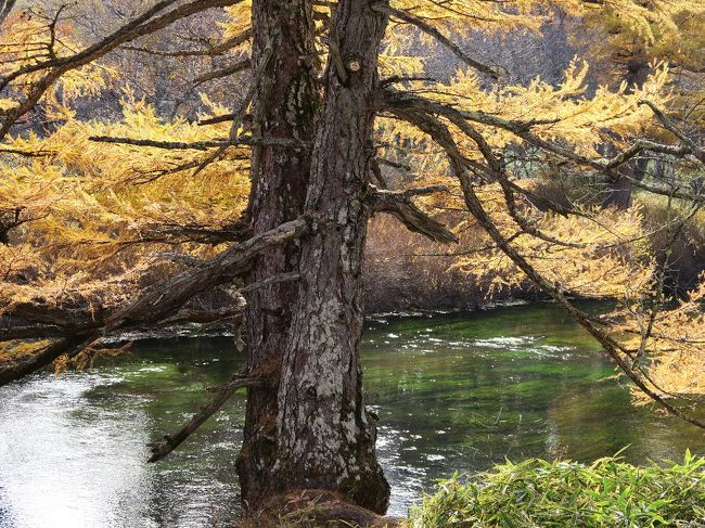 いつも通り赤沼から湯滝に向かいます。カラマツの黄葉がきれいです。<br /><br /><br />　日光　夏　http://4travel.jp/travelogue/11157555<br />　　　  　初夏　http://4travel.jp/travelogue/11138812<br />　日光　春/しゃくなげ　http://4travel.jp/travelogue/11134591<br />　日光　冬　http://4travel.jp/travelogue/10984703<br />