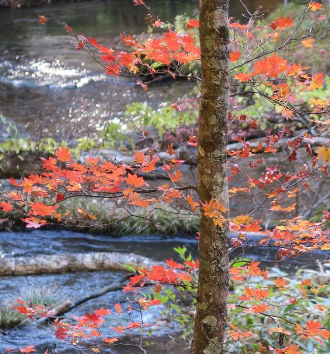 湯川沿い２<br /><br />　初めて目にする赤い葉眩し<br />