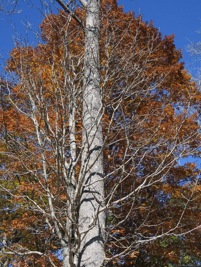 西ノ湖<br /><br />　面積が1/4しかなかった今夏とちがい水量は充分です