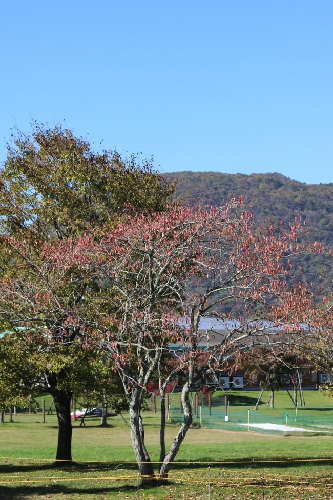 軽井沢プリンスショッピングプラザのお庭<br /><br />きれいなわんこを連れた人が結構いました<br />さすが？やはり？軽井沢！