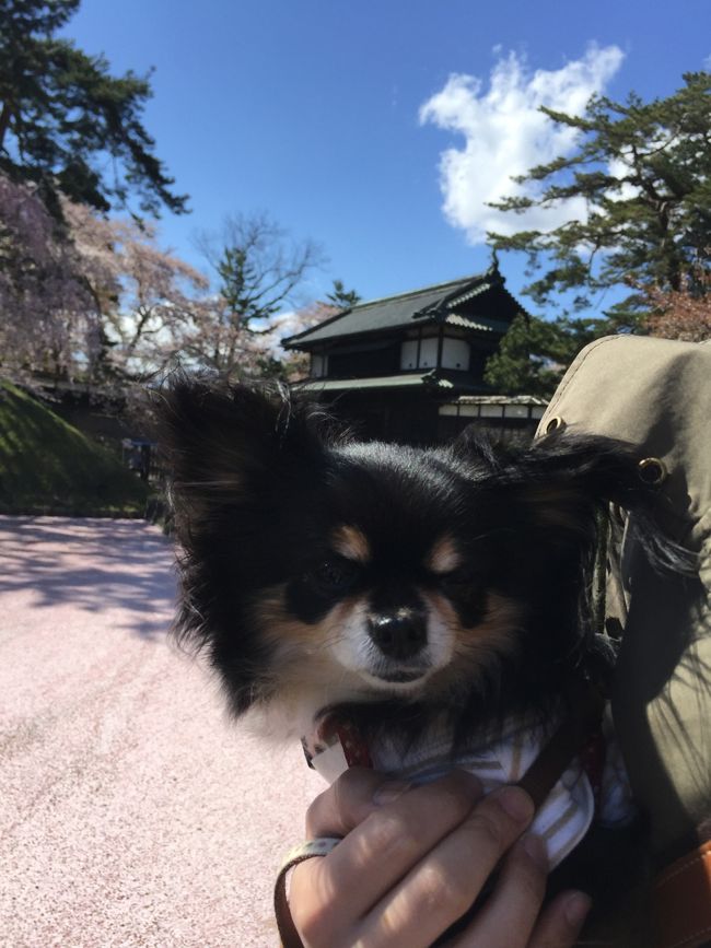 花筏です。残念ながらソメイヨシノは散っていました。最近は温暖化の影響か暖かくて桜が咲くのが早い。。。<br />相方に弘前城の満開の桜を見せたかったのですが。。。私も久しぶりに見たかった。