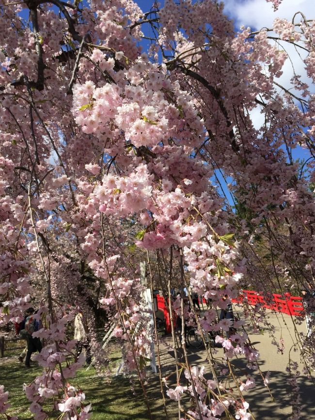 弘前城にはソメイヨシノの後、いろんな桜が順番に咲いていきます。<br />確か、八重紅枝垂れ。