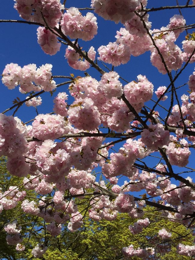 おばあちゃんは牡丹桜と言っていたような、、、正式名称はごめんなさい。分かりません⤵︎