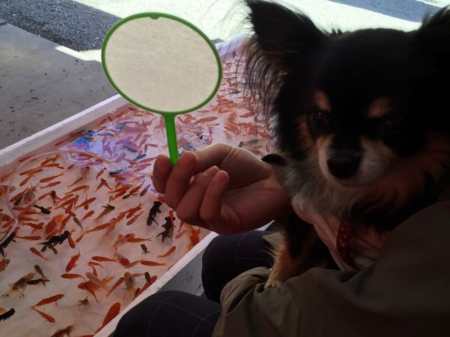 うん十年ぶりの金魚すくい5匹ぐらい取れてご満悦！