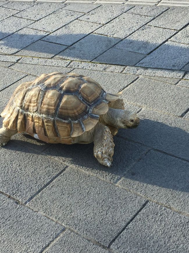 駐車場に向かう途中で陸ガメの散歩に遭遇。<br />陸ガメって散歩するのね。。。