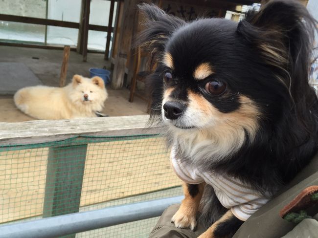 とん丸2号とコラボ。2号は犬嫌いのため緊張気味。この後、わさおに吠えられます。<br /><br />余談ですが、◯田犬は忠犬ハチ公やわさおのイメージで賢いと思われていますが、私は大人しい◯田犬を見た事ありません！<br />暴れん坊が多いんですよ、実は。。。デカイし。