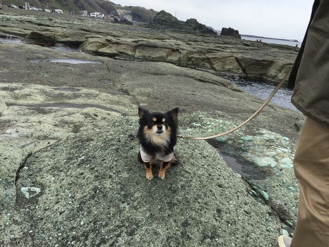 千畳敷です。<br />地震で隆起した岩です。<br />昔は殿様の避暑地で庶民は入れなかったそうです。今は超庶民のペット、とん丸2号もOKです。